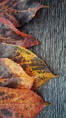 autumn leaves on the rocks
