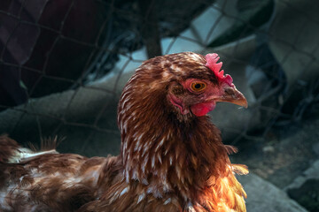 Close-up of the head of a chicken grazing outdoors. Portrait of a brown chicken on a blurry dark background. Close-up of the head and neck of a red and yellow chicken. Selective focus.
