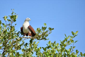 An eagle  waiting for its prey, the important part of food chain. a scene from kadalundikkadavu, Kerala, India