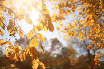 Autumn background in the park