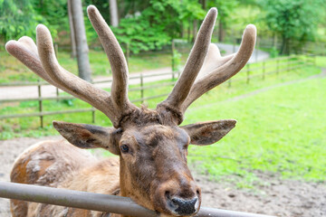 Antlered male deer species natural background