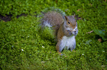 Close up of a squirrel eating peanuts