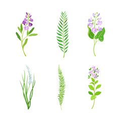 Naklejka na ściany i meble Violet Flowers or Blossom on Leafy Stalk or Stem Vector Set