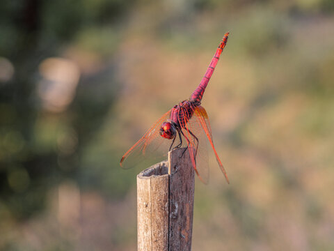 Dragonfly is an indicator of the cleanliness of a natural environment.