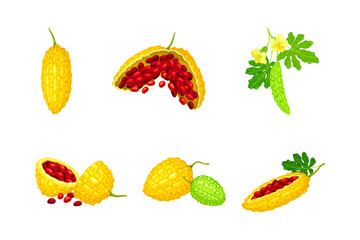 Momordica Charantia or Bitter Melon as Tropical Vine with Edible Fruit Vector Set
