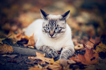 Portrait of a Thai cat in nature.  A Thai cat walks in autumn leaves. Cat and autumn. - 521840920