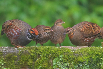 Hill partridge (Arborophila torqueola) at Senchal WLS, Darjeeling, India
