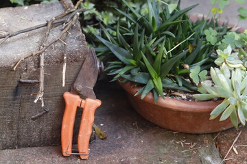 Pruning shears 