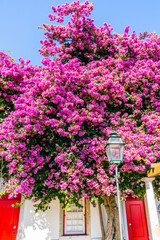 Beautiful pink flowers in front of two red doors and a street light