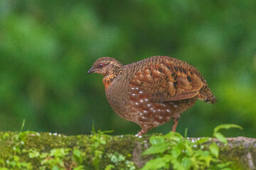 Hill partridge (Arborophila torqueola) at Senchal WLS, Darjeeling, India