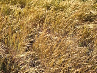 wheat field in summer sun and wind  close-up beautiful light