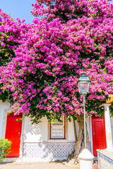 Fototapeta na wymiar Beautiful pink flowers in front of two red doors and a street light