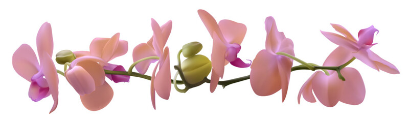Pink orchids. Floral background. Tropical. Buds. Horizontal pattern. Isolated. - obrazy, fototapety, plakaty