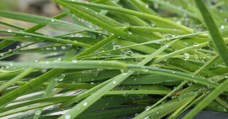 Fototapeta na wymiar after the rain fresh green grass with brilliant rain drops close up
