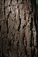 Background of tree bark with gradient