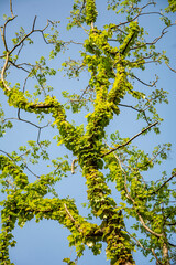 Fototapeta premium branches against blue sky
