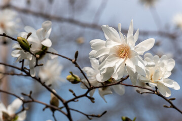 White Magnolia Blossoms Against A Blue Sky
