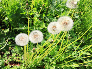 Close up view of faded dandelions