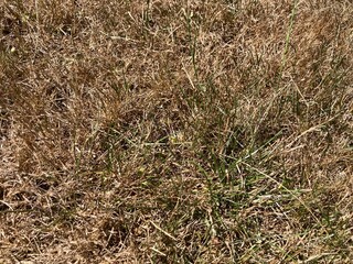 Grass dried up due to drought