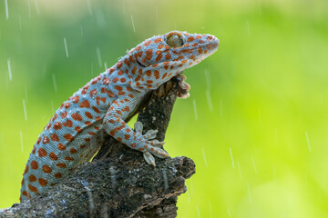 Tokay Gecko Sunbathing on a Tree