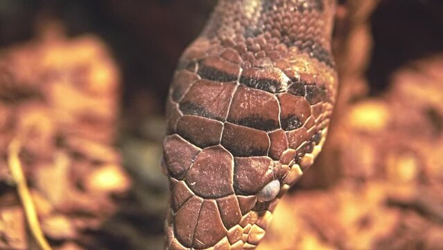 The snake's head sticks out its tongue. Representative of the reptile class, squamous order.