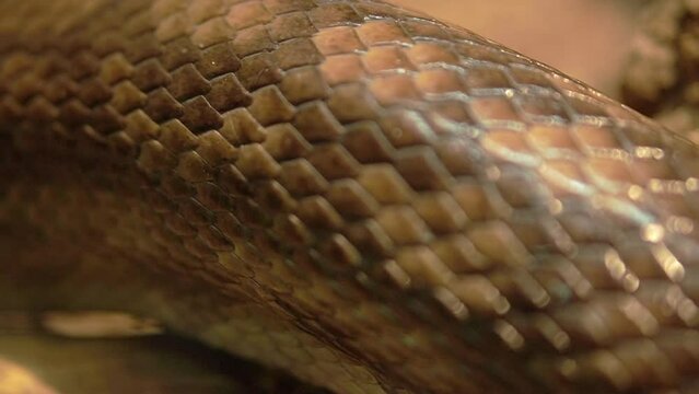 The brown body of a snake crawls along the surface. Representative of the reptile class, squamous order.