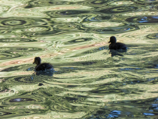 Bébés canards