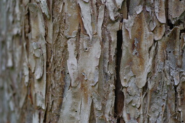 Background of tree bark with gradient