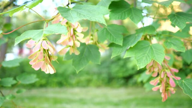 Green leaves on the acorn tree. Nature spring and summer background.