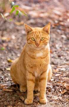 goldencat