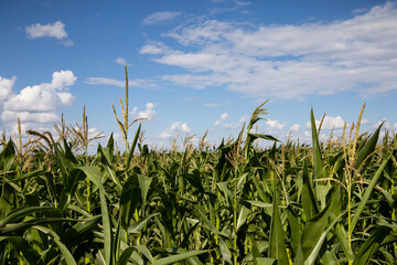 Obraz premium Corn in the field close-up, fodder corn for livestock.
