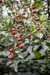 Cherries hanging on a cherry tree branch. Red and sweet cherries on a branch.