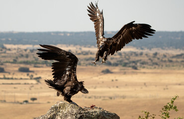 buitres en el campo en verano