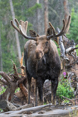 Bull Moose in a rain storm  in the Colorado Rocky Mountains