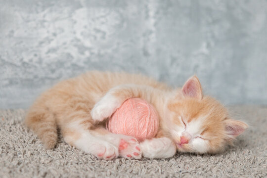 cute ginger fluffy kitten bed in a basket plays with a ball looks at the camera close-up. High quality photo