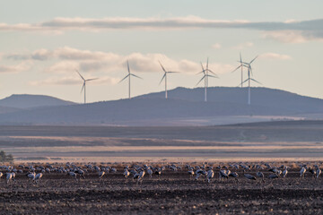 Cranes feeding from the field and windmills in the background