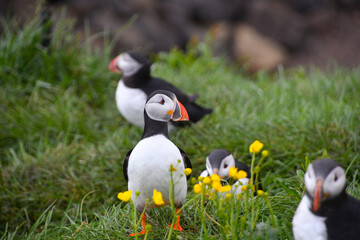 Puffin along with others - Seabird