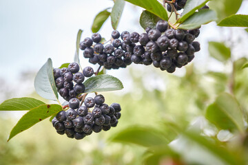 Aronia berries are ripening in the garden. Cultivation of mountain ash.