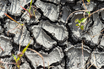 Green grass and weeds breaking through the dried and cracked soil.