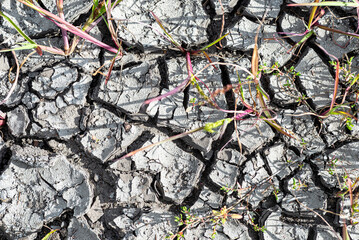 Green grass and weeds breaking through the dried and cracked soil.