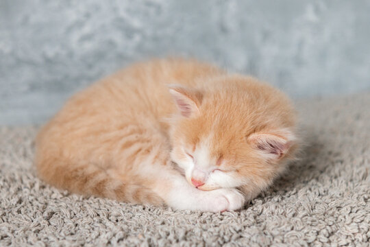 cute ginger kitten sleeping on a gray background. High quality photo