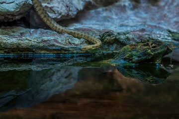 grass snake (Natrix natrix) near the water, with cold, bluish background