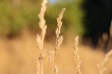 field of wheat