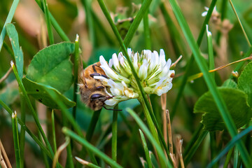 bee on a flower