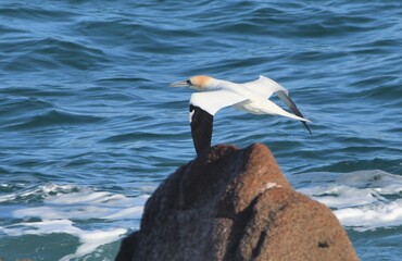 Fou de Bassan des sept-îles Perros-Guirec-Bretagne