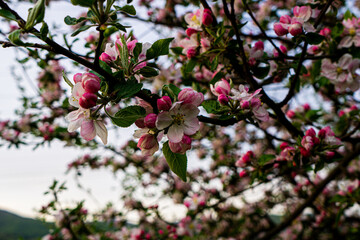 apple blossom