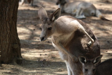 Naklejka na ściany i meble kangourou