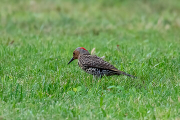 northern flicker