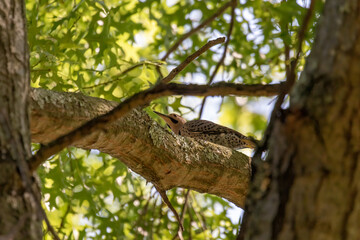 bird in tree