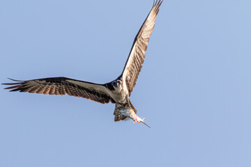 osprey with fish